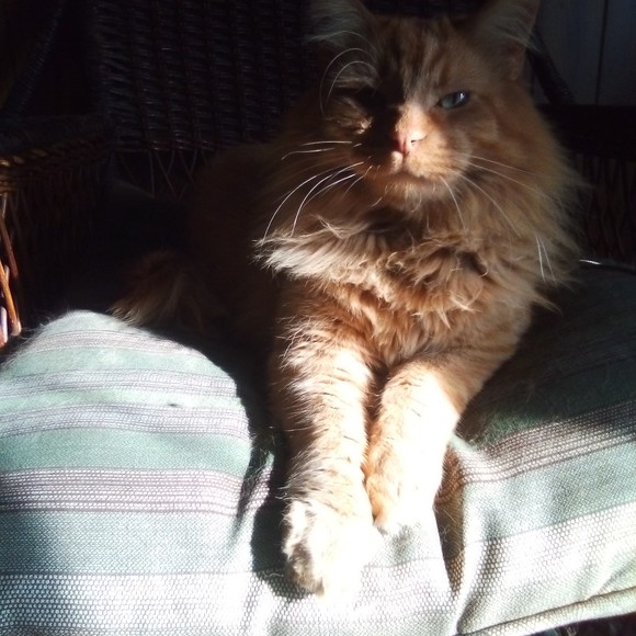 Meet your Posher, Caroline - Picture 1 of 1